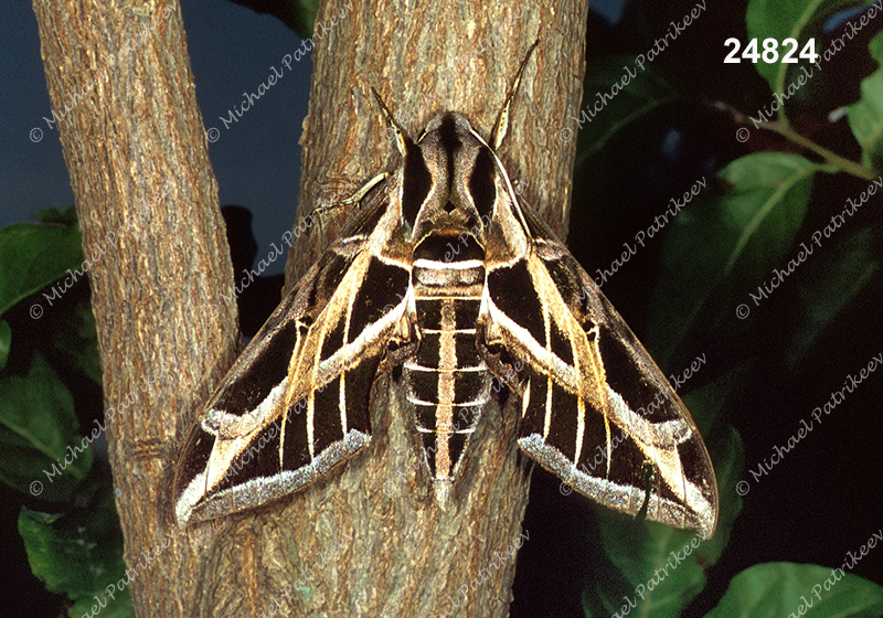 Vine Sphinx (Eumorpha vitis)